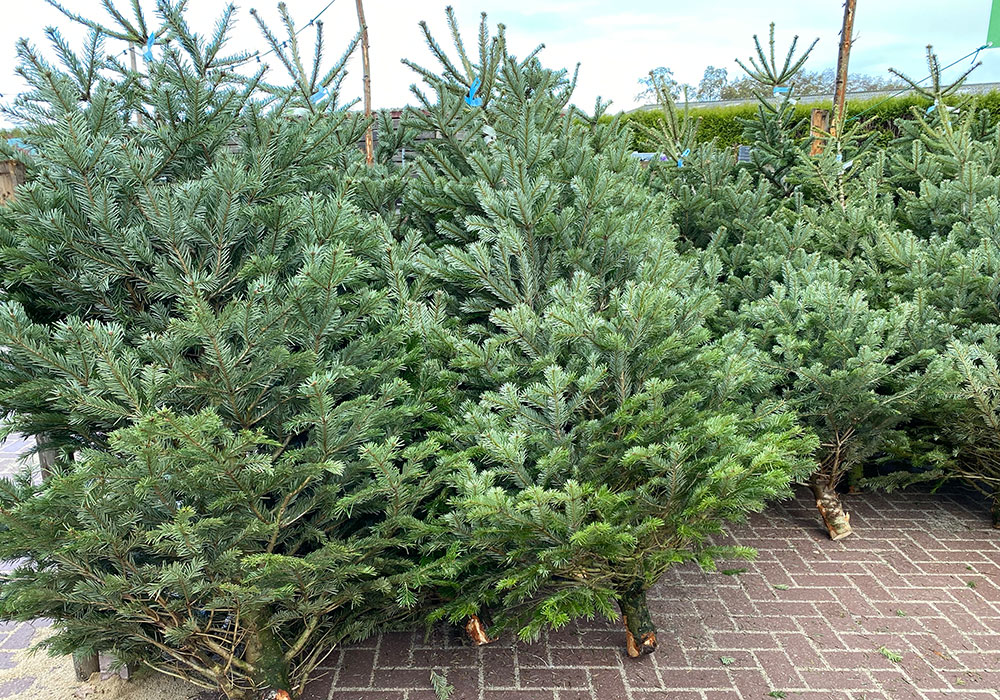 Kerstbomen
